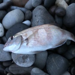 巨大キスを求めて尾鷲へ‼️