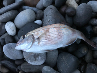 巨大キスを求めて尾鷲へ‼️