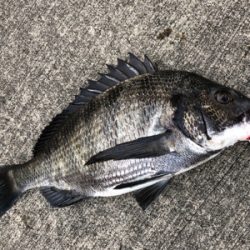 夏晴れの中エビ撒きへ