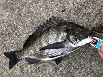 夏晴れの中エビ撒きへ