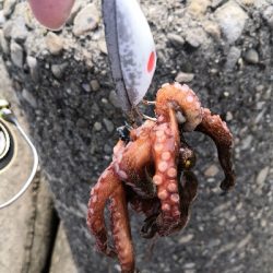 休日はタコより人が多い