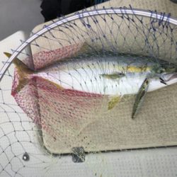 オフショアジギング　明石大橋付近