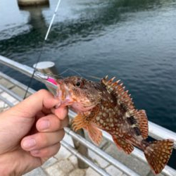 ガシリングになった