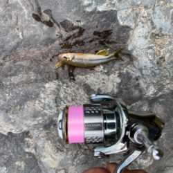 川魚をスプーンで釣る