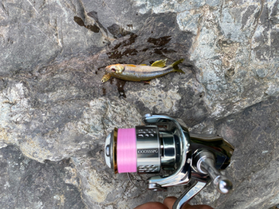 川魚をスプーンで釣る