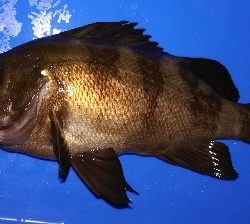 アジング不成立