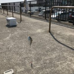 再びキスを求めて吉良へ‼️