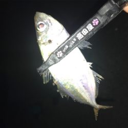 ゲキ渋アジング