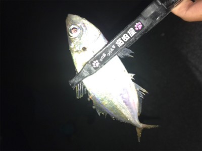 ゲキ渋アジング