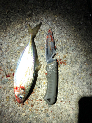 太刀魚とアジ