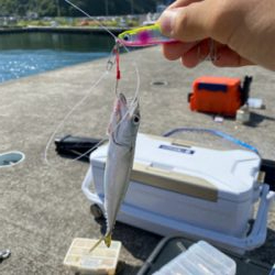 ベイトライトショアジギング