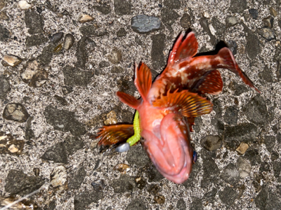 青物は何処へ…