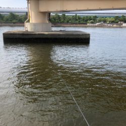 夏ハネ狙ってみました