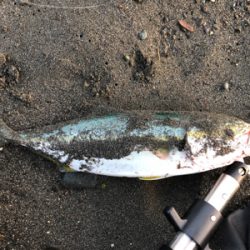 イナダくんこんにちは