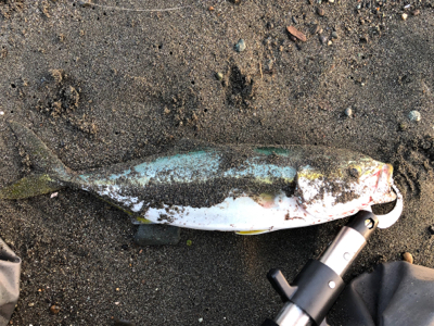 イナダくんこんにちは