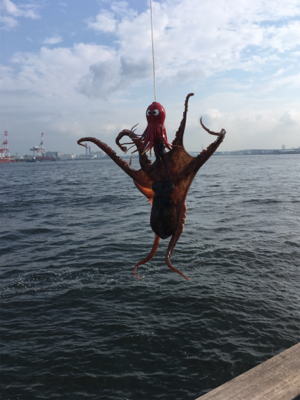 朝イチのタコ好調♪サバは遅めに回遊。。