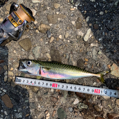 泉大津ジグサビキ朝練