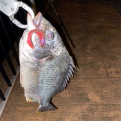 ナイトゲームしか?