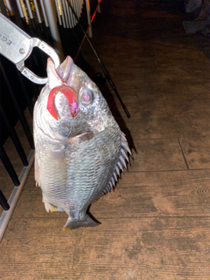 ナイトゲームしか?