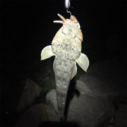 淀川ブリームゲーム