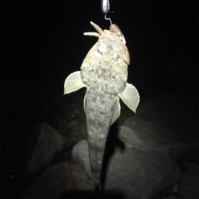 淀川ブリームゲーム