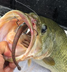 マックスセント