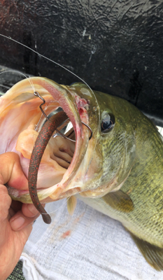 マックスセント