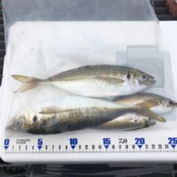 最近の釣果を見て、