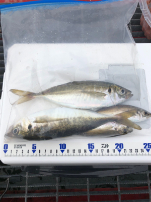 最近の釣果を見て、