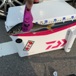 早朝 短時間釣行！