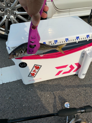 早朝 短時間釣行！