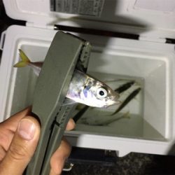 続・癒しの極豆アジング