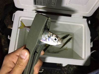 続・癒しの極豆アジング