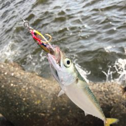 続！無限サバ！