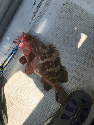 ヒトツテンヤ＆マイクロジギング