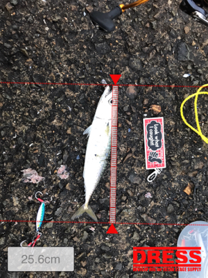 条件は整いました…。