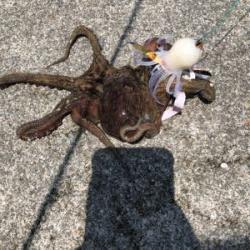 真夏のオクトパッシング