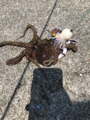 真夏のオクトパッシング