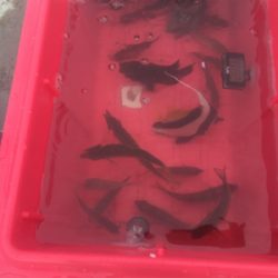 カンパチでリフレッシュ!