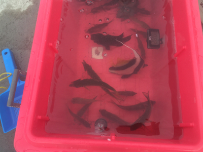 カンパチでリフレッシュ!