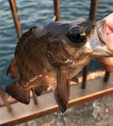 アジュール舞子調査