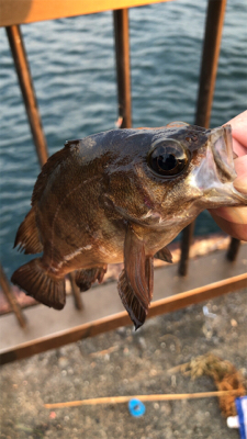 アジュール舞子調査