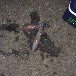 リベンジケンサキ