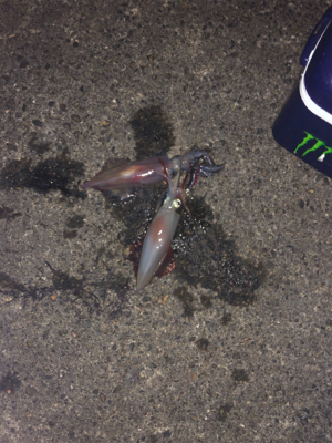 リベンジケンサキ