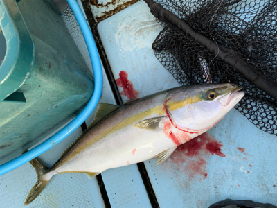 明石沖ジギング