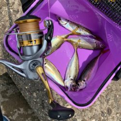 朝まずめ逃すもアジ6匹