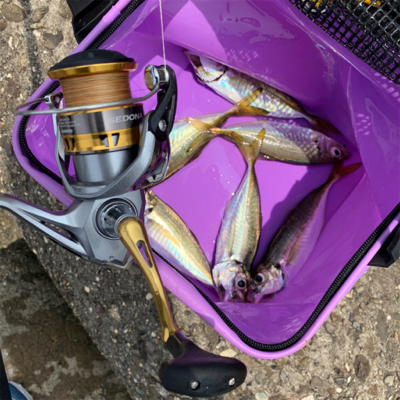 朝まずめ逃すもアジ6匹