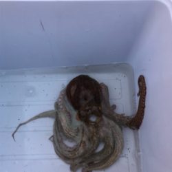 タコ調査12 終盤～