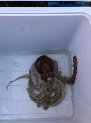 タコ調査12 終盤～