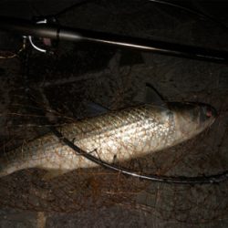 アオイソメでハネ50cm